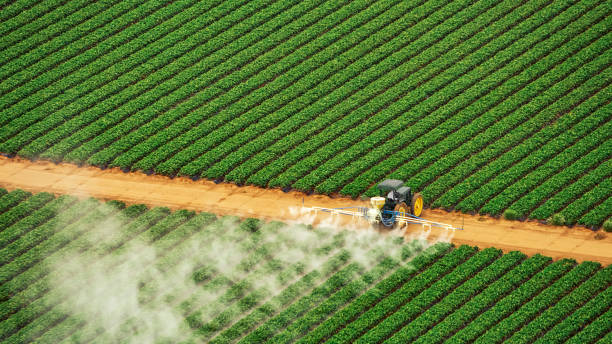 Best Ant Control Services  in Whitmire, SC
